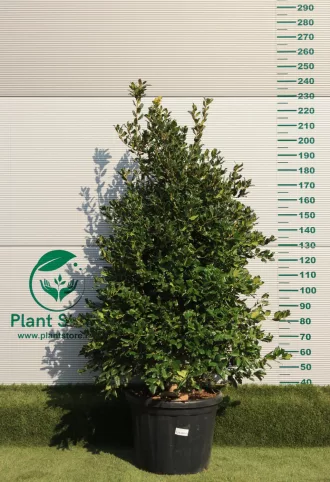   MAGYAL NELLIE R. STEVENS BOKOR 200/+ CM- ILEX MUTCHAGARA NELLIE R. STEVENS