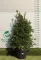 MAGYAL NELLIE R. STEVENS BOKOR 200/+ CM- ILEX MUTCHAGARA NELLIE R. STEVENS