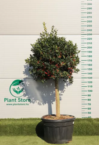   MAGYAL NELLIE R. STEVENS MAGASTÖRZSŰ 1/2- ILEX MUTCHAGARA NELLIE R. STEVENS