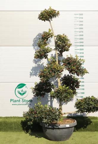   MAGYAL NELLIE R. STEVENS BONSAI 200/+ CM- ILEX MUTCHAGARA NELLIE R. STEVENS