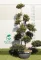 MAGYAL NELLIE R. STEVENS BONSAI 200/+ CM- ILEX MUTCHAGARA NELLIE R. STEVENS