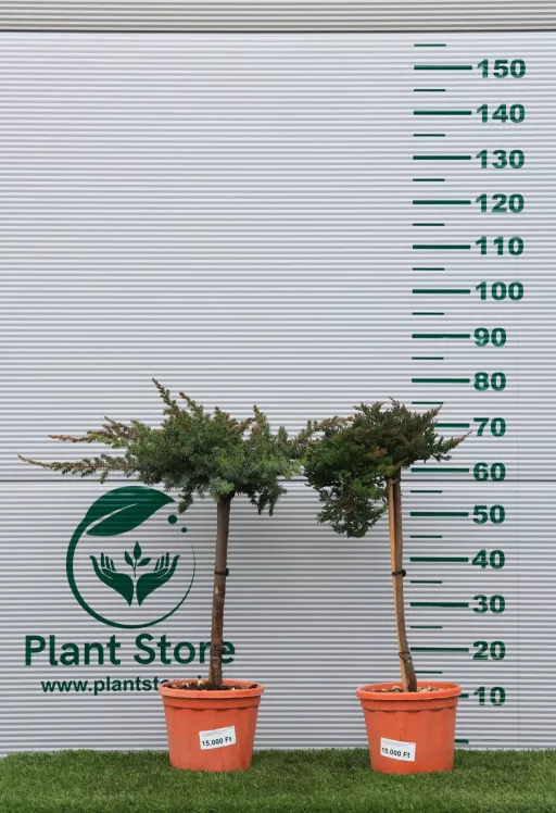 FÖVENYBORÓKA MAGASTÖRZSŰ 1/4- JUNIPERUS IN VARIETA