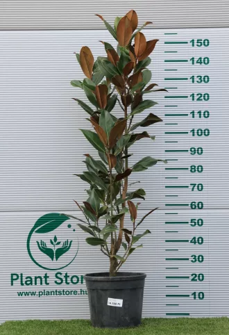   ÖRÖKZÖLD MAGNÓLIA GOLIATH BOKOR 18L- MAGNOLIA GRANDIFLORA GOLIATH