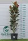ÖRÖKZÖLD MAGNÓLIA GOLIATH BOKOR 18L- MAGNOLIA GRANDIFLORA GOLIATH
