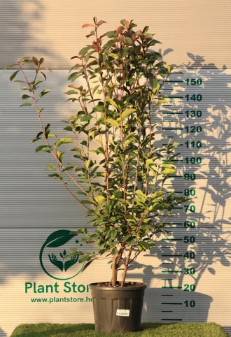   KORALLBERKENYE RED ROBIN BOKOR 125/150 CM- PHOTINIA FRASERI RED ROBIN