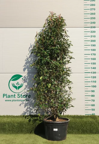   KORALLBERKENYE RED ROBIN BOKOR 225/250 CM- PHOTINIA FRASERI RED ROBIN