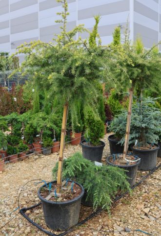   ARANY HIMALÁJAI CÉDRUS 30L-CEDRUS DEOD.GOLDEN HORIZON 1/2 STANDARD