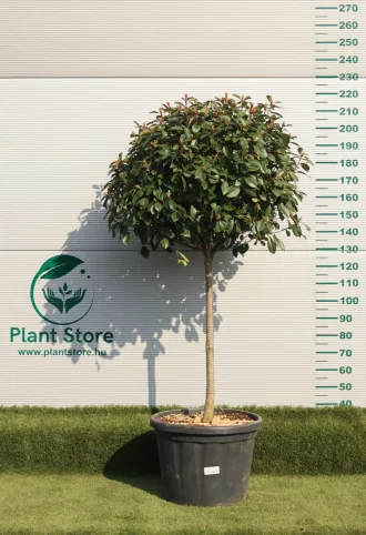   KORALLBERKENYE RED ROBIN MAGASTÖRZSŰ 1/2 GÖMB- PHOTINIA FRASERI RED ROBIN