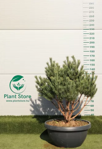   TÖRPE ERDEIFENYŐ TÖBBTÖRZSES 100/120 CM- PINUS SYLVESTRIS WATERERI