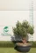 TÖRPE ERDEIFENYŐ TÖBBTÖRZSES 100/120 CM- PINUS SYLVESTRIS WATERERI