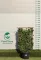 PORTUGÁL BABÉRMEGGY AZORICA TICO PANEL 120X70- PRUNUS LUSITANICA AZORICA TICO