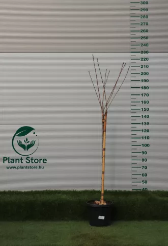  MAGASTÖRZSŰ JAPÁN DÍSZCSERESZNYE KANZAN  1/2- PRUNUS SERRULATA KANZAN