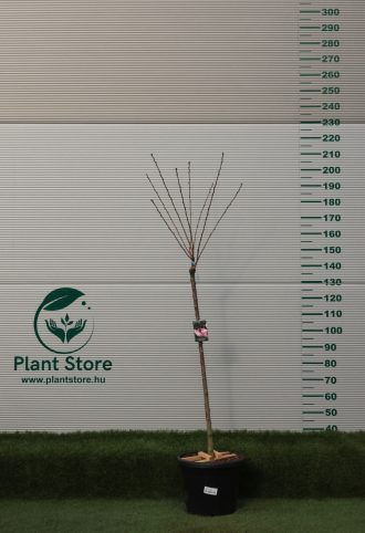   MAGASTÖRZSŰ JAPÁN DÍSZCSERESZNYE ROYAL BURGUNDY  1/2- PRUNUS SERRULATA ROYAL BURGUNDY