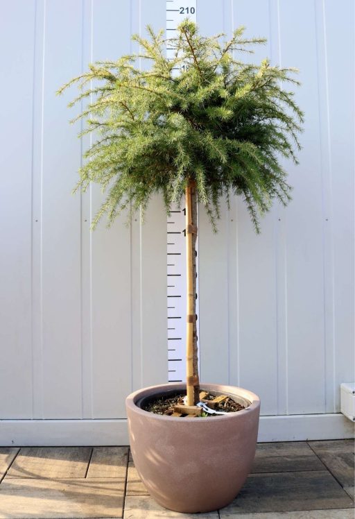 ARANY HIMALÁJAI CÉDRUS 30L-CEDRUS DEOD.GOLDEN HORIZON 1/2 STANDARD