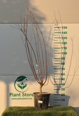 BABARÓZSA 120/130 CM- PRUNUS TRILOBA