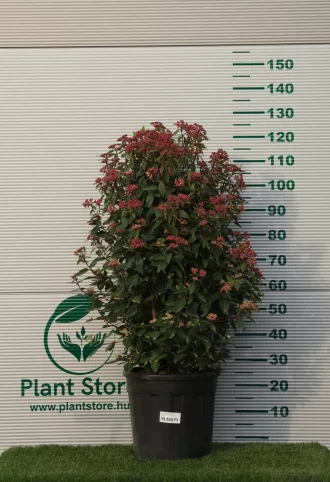 TÉLI BANGITA SPIRIT BOKOR 100/+ CM- VIBURNUM TINUS SPIRIT