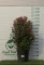 TÉLI BANGITA SPIRIT BOKOR 100/+ CM- VIBURNUM TINUS SPIRIT