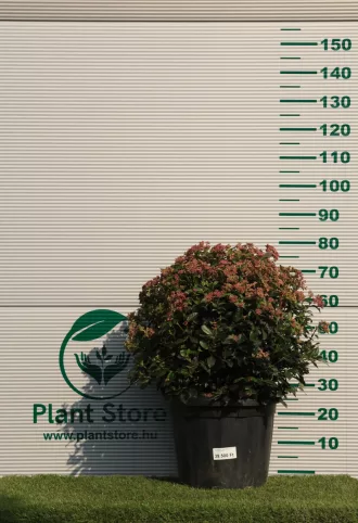 TÉLI BANGITA GÖMB- VIBURNUM TINUS EVE PRICE
