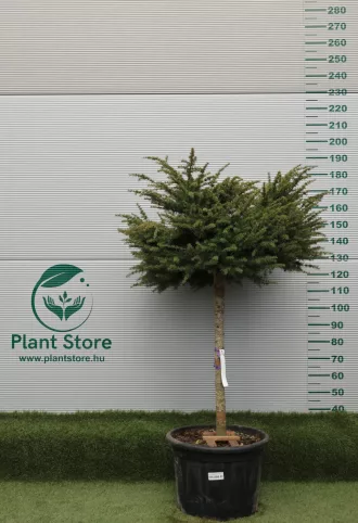   LIBANONI CÉDRUS NANA MAGASTÖRZSŰ 1/2 80L- CEDRUS LIBANI NANA