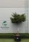 LIBANONI CÉDRUS NANA MAGASTÖRZSŰ 1/2 80L- CEDRUS LIBANI NANA