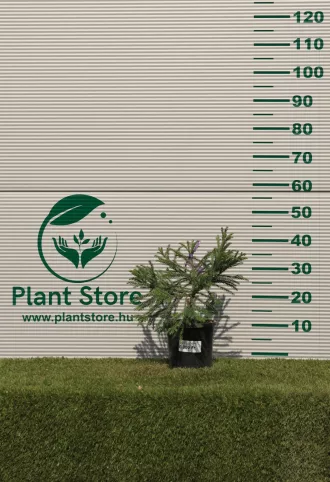 TÖRPE JAPÁNCIPRUS 3L- CRYPTOMERIA JAPONICA GLOBOSA NANA