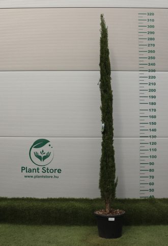   EURÓPAI CIPRUS TOTEM 200/250 CM- CUPRESSUS SEMPERVIRENS TOTEM