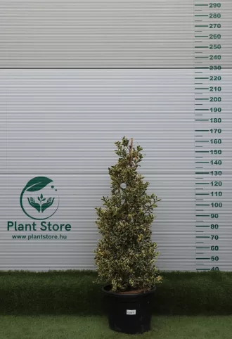   TARKA LEVELŰ MAGYAL TÖLCSÉR 120/130 CM- ILEX AQUIFOLIUM ARGENTEOMARGINATA