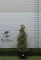 TARKA LEVELŰ MAGYAL TÖLCSÉR 120/130 CM- ILEX AQUIFOLIUM ARGENTEOMARGINATA