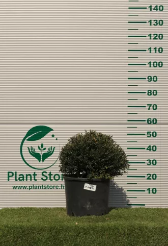   MAGYAL GÖMB 35/40 CM- ILEX CRENATA GLORY GEM                           