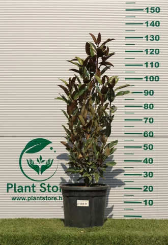   ÖRÖKZÖLD MAGNÓLIA ALTA BOKOR 100/125 CM- MAGNOLIA GRANDIFLORA ALTA