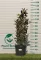ÖRÖKZÖLD MAGNÓLIA ALTA BOKOR 100/125 CM- MAGNOLIA GRANDIFLORA ALTA