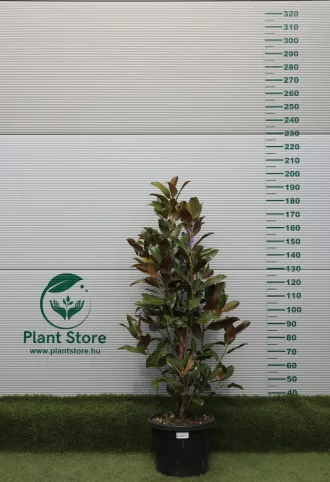   ÖRÖKZÖLD MAGNÓLIA BOKOR 150/+ CM- MAGNOLIA GRANDIFLORA GALLISONIENSIS