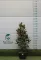 ÖRÖKZÖLD MAGNÓLIA BOKOR 150/+ CM- MAGNOLIA GRANDIFLORA GALLISONIENSIS