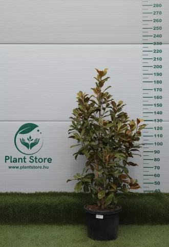   ÖRÖKZÖLD MAGNÓLIA BOKOR 150/175 CM- MAGNOLIA GRANDIFLORA GOLIATH