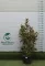 ÖRÖKZÖLD MAGNÓLIA BOKOR 150/175 CM- MAGNOLIA GRANDIFLORA GOLIATH