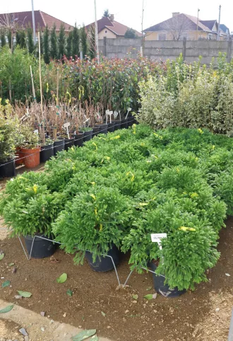 TÖRPE JAPÁNCIPRUS GÖMB-CRYPTOMERIA JAPONICA GLOBOSA NANA