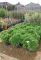 TÖRPE JAPÁNCIPRUS GÖMB-CRYPTOMERIA JAPONICA GLOBOSA NANA