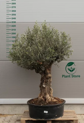 OLAJFA FTOR404-OLEA EUROPAEA