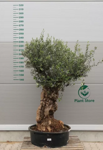 OLAJFA FTOR409-OLEA EUROPAEA