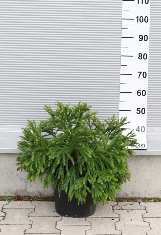 TÖRPE JAPÁNCIPRUS GÖMB-CRYPTOMERIA JAPONICA GLOBOSA NANA