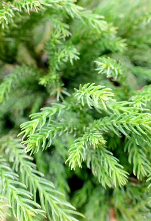 TÖRPE JAPÁNCIPRUS GÖMB-CRYPTOMERIA JAPONICA GLOBOSA NANA