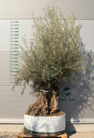 OLAJFA BONSAI OBM2- OLEA EUROPAEA 125/150-002