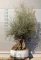 OLAJFA BONSAI OBM2- OLEA EUROPAEA 125/150-002