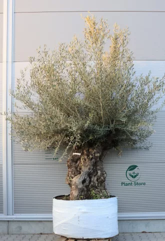 OLAJFA BONSAI OBM4- OLEA EUROPAEA 150/175-001