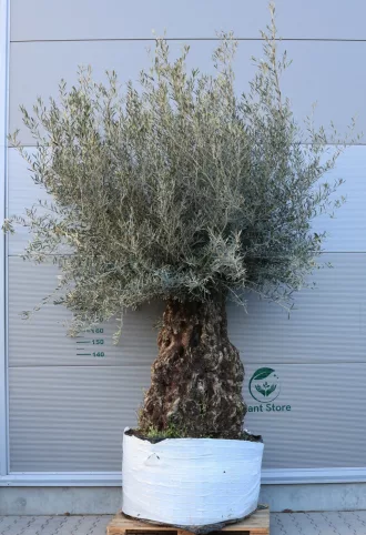 OLAJFA BONSAI OBM5- OLEA EUROPAEA 150/175-002