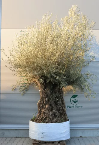 OLAJFA BONSAI OBM7- OLEA EUROPAEA 150/175-004