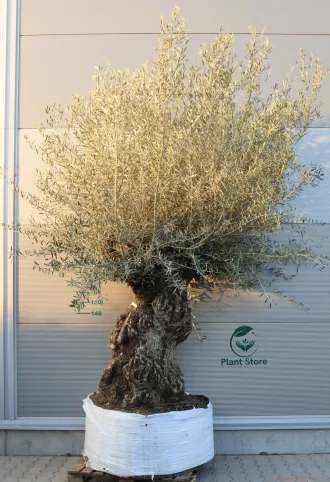 OLAJFA BONSAI OBM10- OLEA EUROPAEA 175/200-003