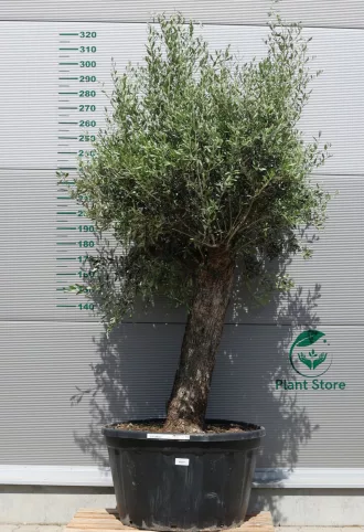 OLAJFA BONSAI HOJIBLANCA B501- OLEA EUROPAEA