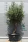 OLAJFA BONSAI HOJIBLANCA B501- OLEA EUROPAEA