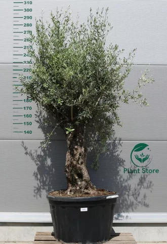 OLAJFA BONSAI HOJIBLANCA B502- OLEA EUROPAEA